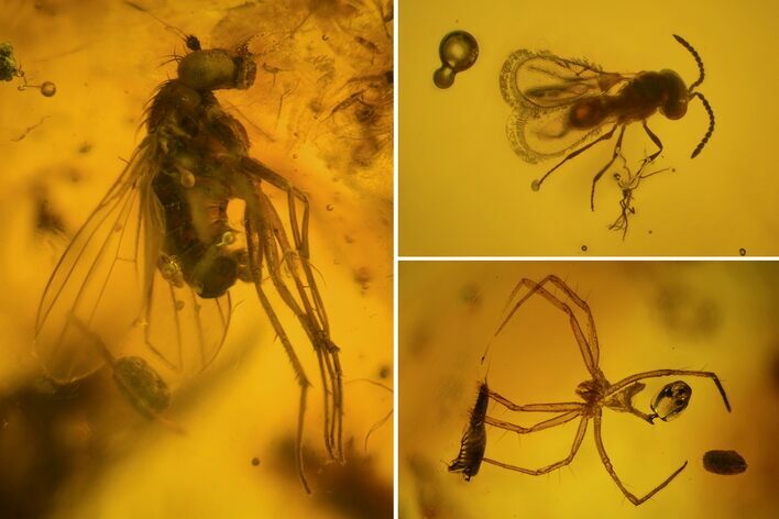 Fly, Wasp & Spider Exuviae In Baltic Amber #123415